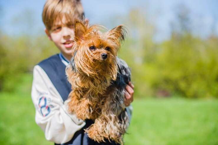 Cairn Terrier